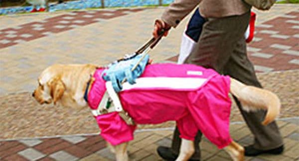 盲導犬