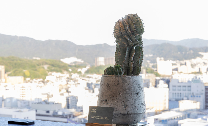 窓際のカウンターに置かれた個性的な観葉植物