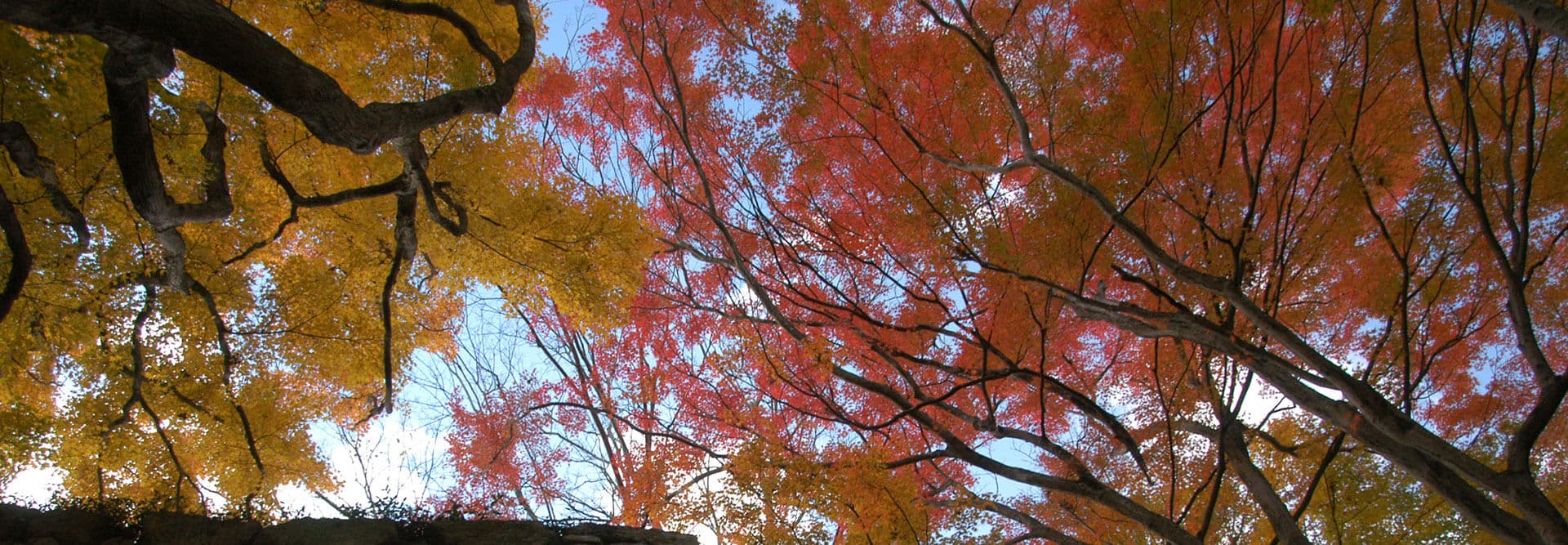 色鮮やかに色づいた木々を見上げる風景