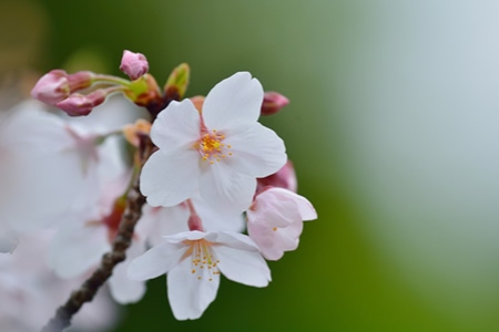 イメージ写真：桜