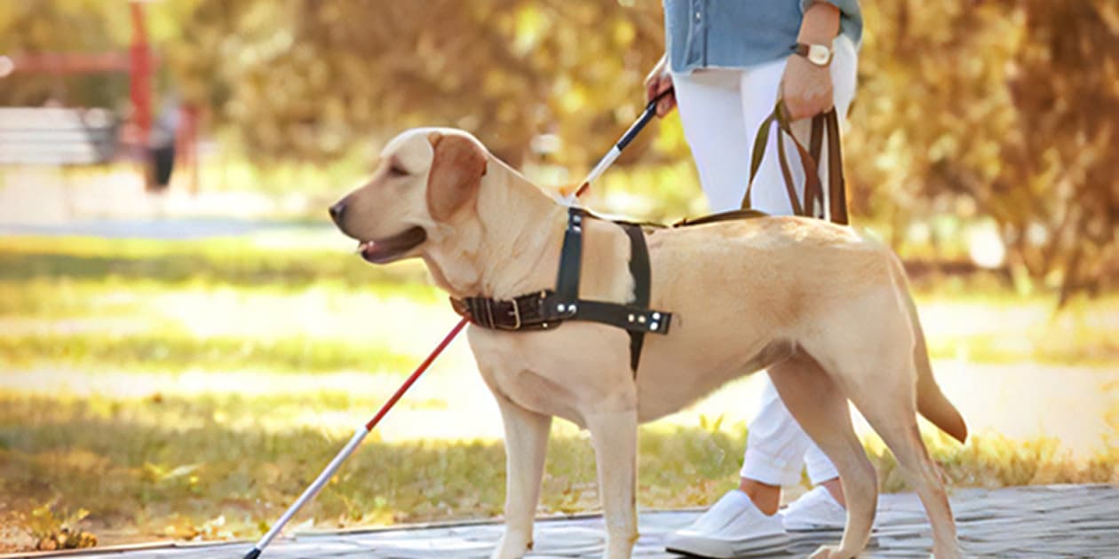 盲導犬を連れて歩く人。