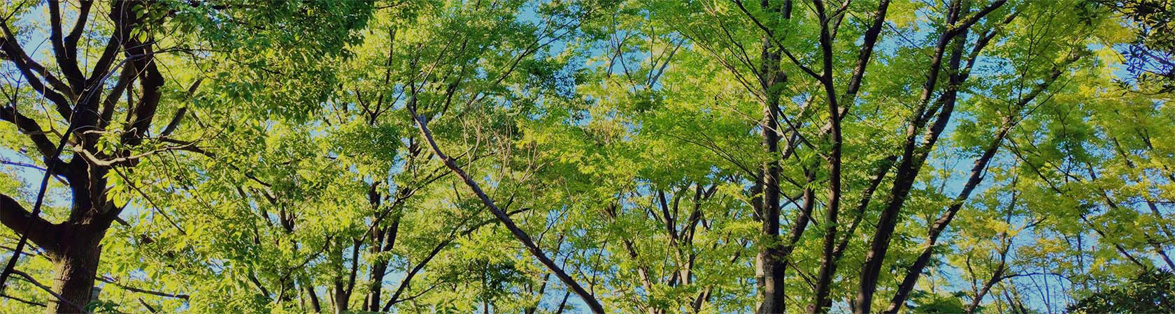 木々の緑と青空